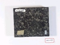 大型有孔蟲藏品圖，第3張